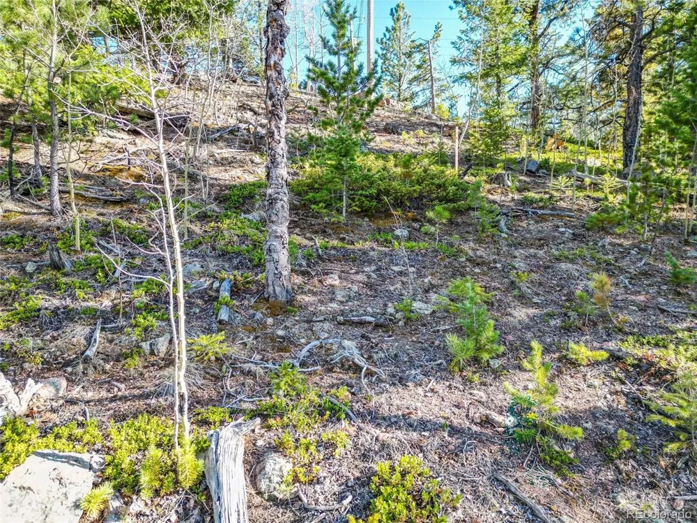 272 Wise Road Bailey, CO 80421