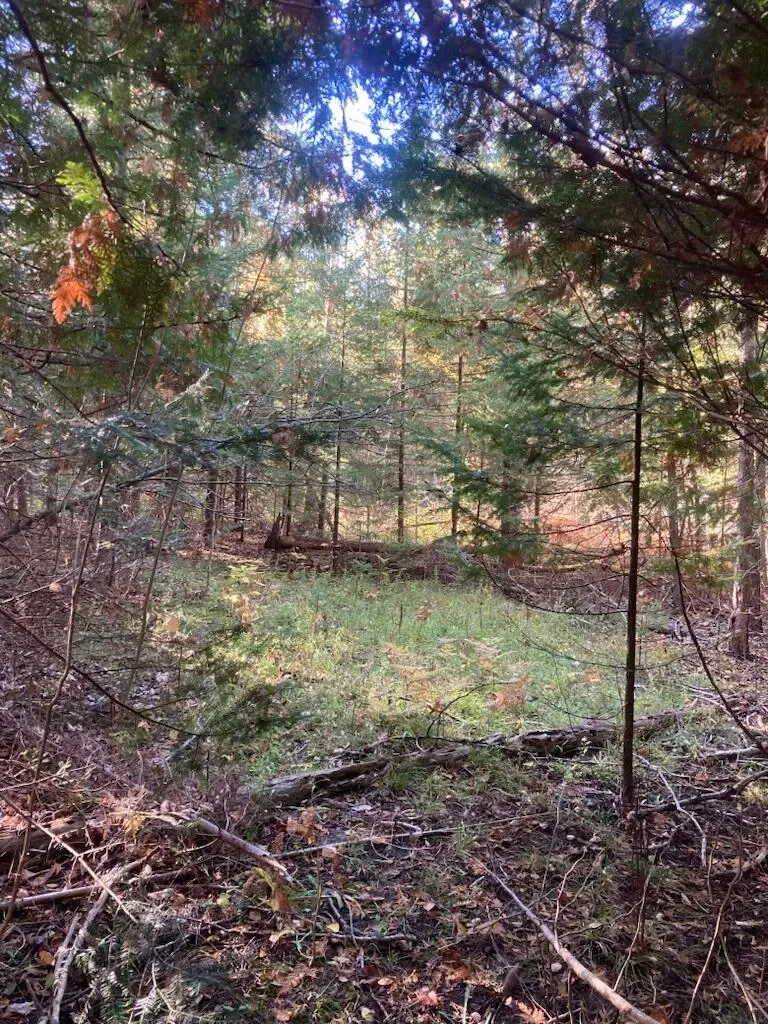 9165 Afton Road Afton, MI 49705