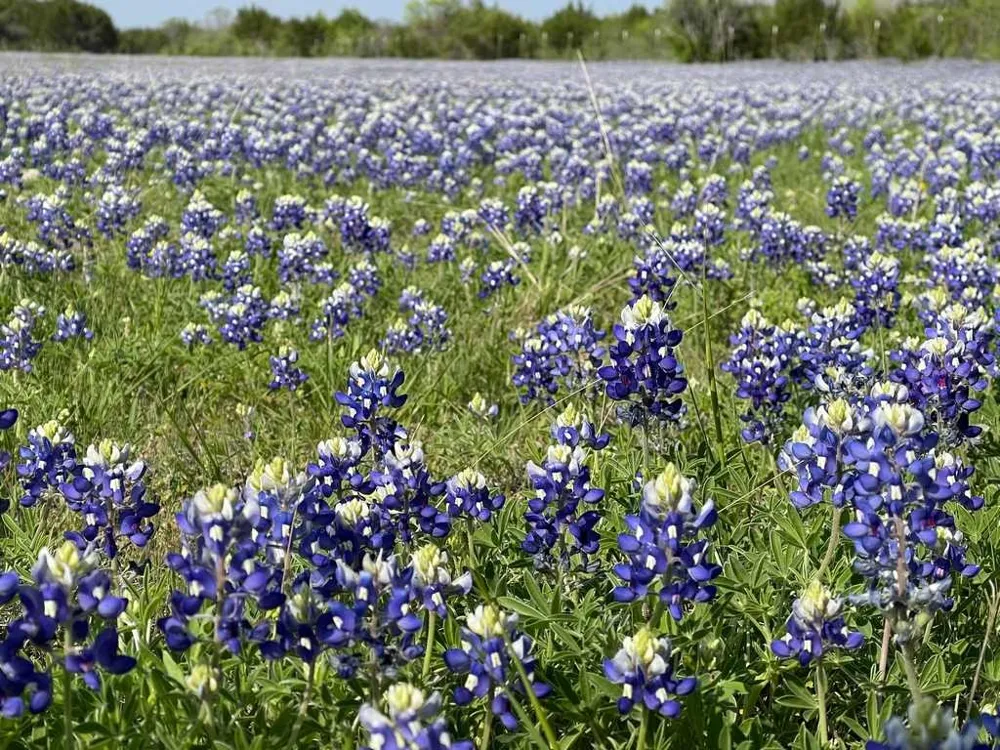 County Road 96 Purmela, TX 76566