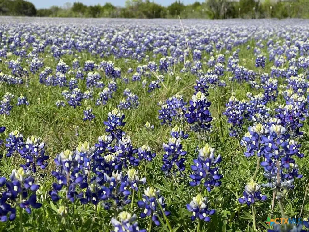 CR 96 Purmela, TX 76566