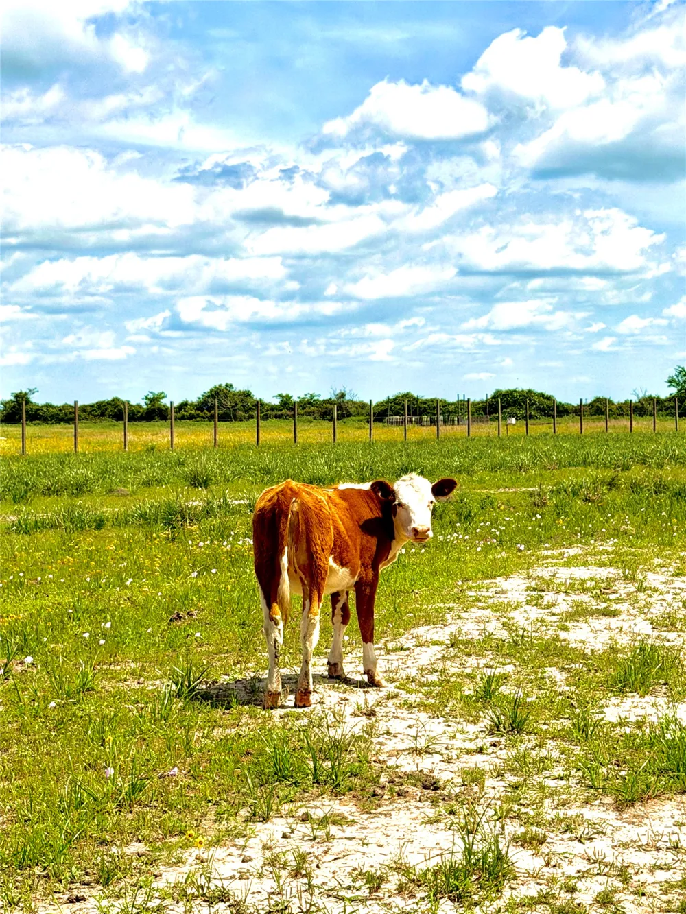 43 Mcdonald Road Eagle Lake, TX 77434