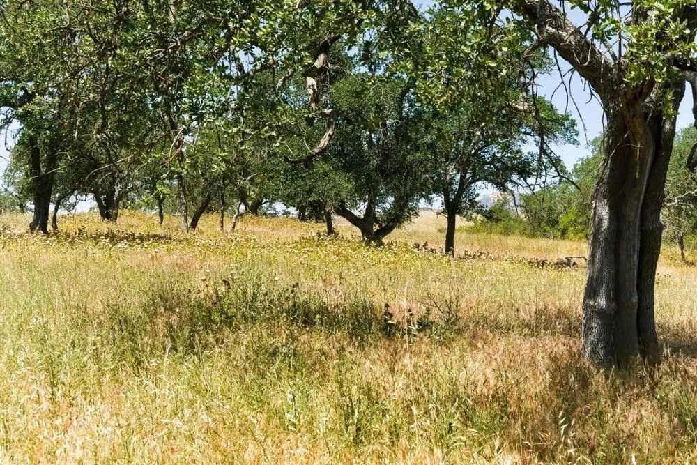 31341 Airline Highway Paicines, CA 95043