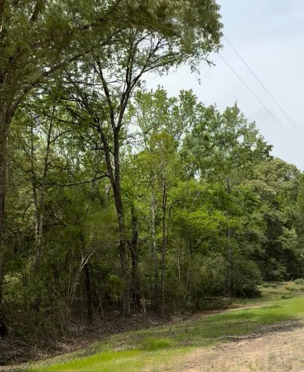 County Road 242 Oakwood, TX 75855