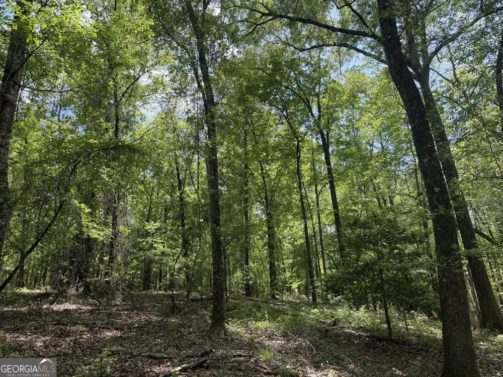 013 George Milling RD Cuthbert, GA 39840