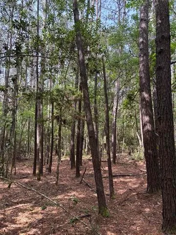 Old White Oak Road Thicket, TX 77374
