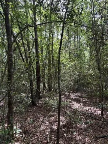 Old White Oak Road Thicket, TX 77374