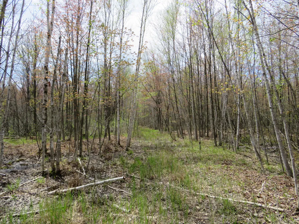 Chippewa Road Mount Pleasant, MI 48858