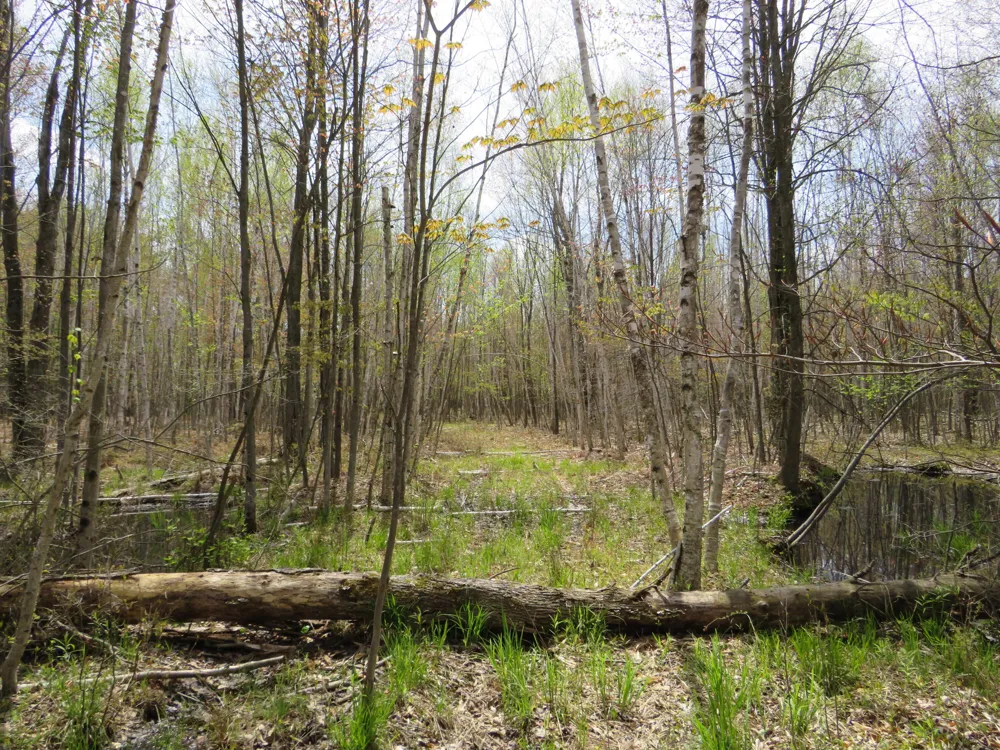 Chippewa Road Mount Pleasant, MI 48858