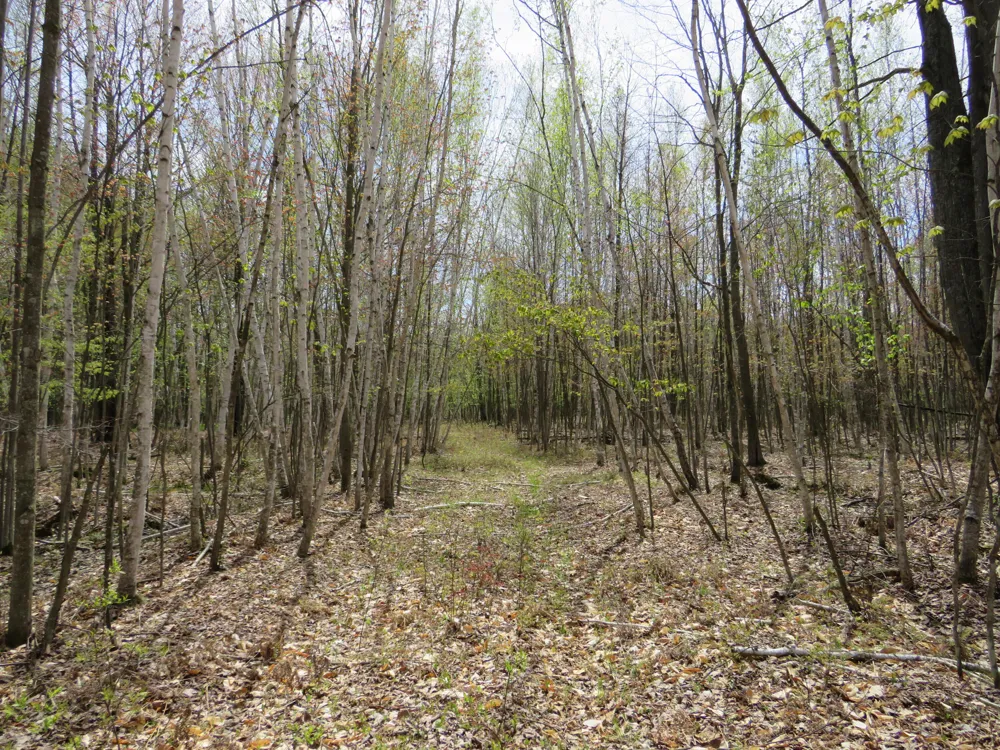 Chippewa Road Mount Pleasant, MI 48858