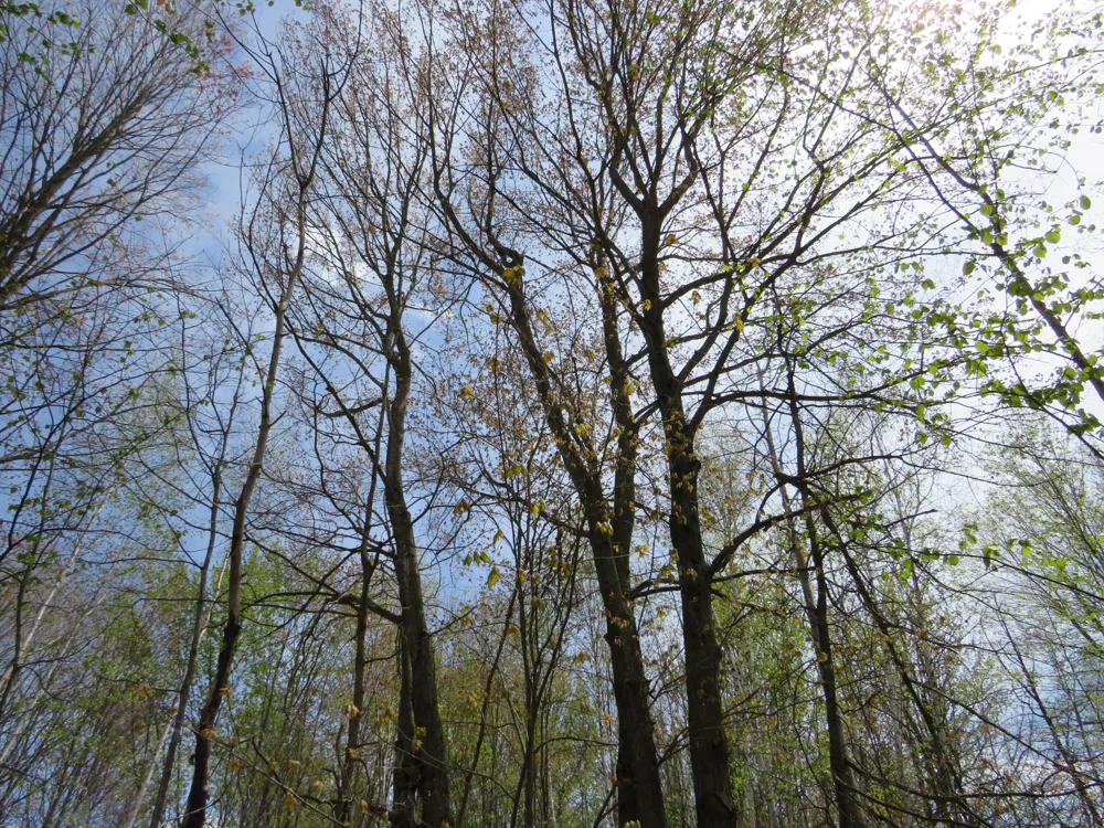 Chippewa Road Mount Pleasant, MI 48858