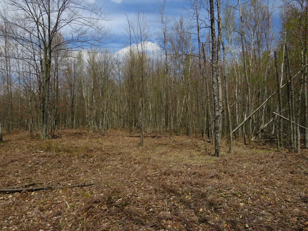 Chippewa Road Mount Pleasant, MI 48858