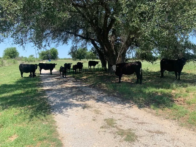 1521 FM 590 Comanche, TX 76442