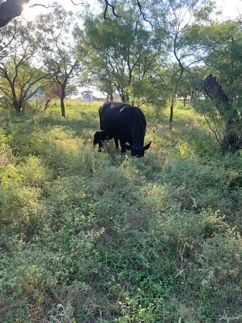 1521 FM 590 Comanche, TX 76442
