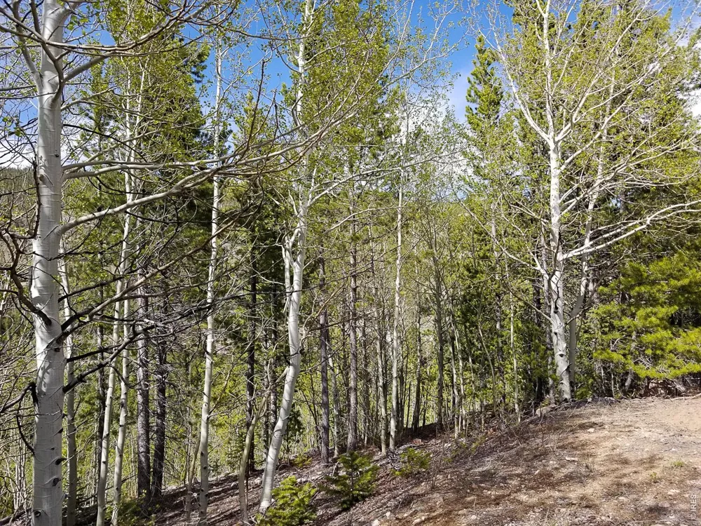 3200 Ottawa Way Red Feather Lakes, CO 80545