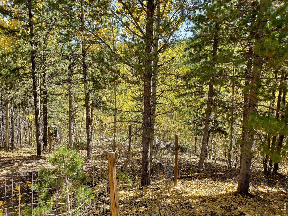 3200 Ottawa Way Red Feather Lakes, CO 80545