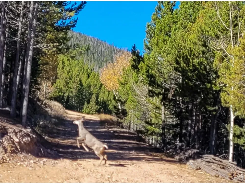 3200 Ottawa Way Red Feather Lakes, CO 80545