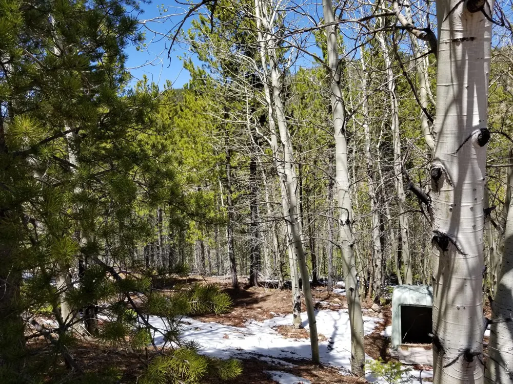3200 Ottawa Way Red Feather Lakes, CO 80545