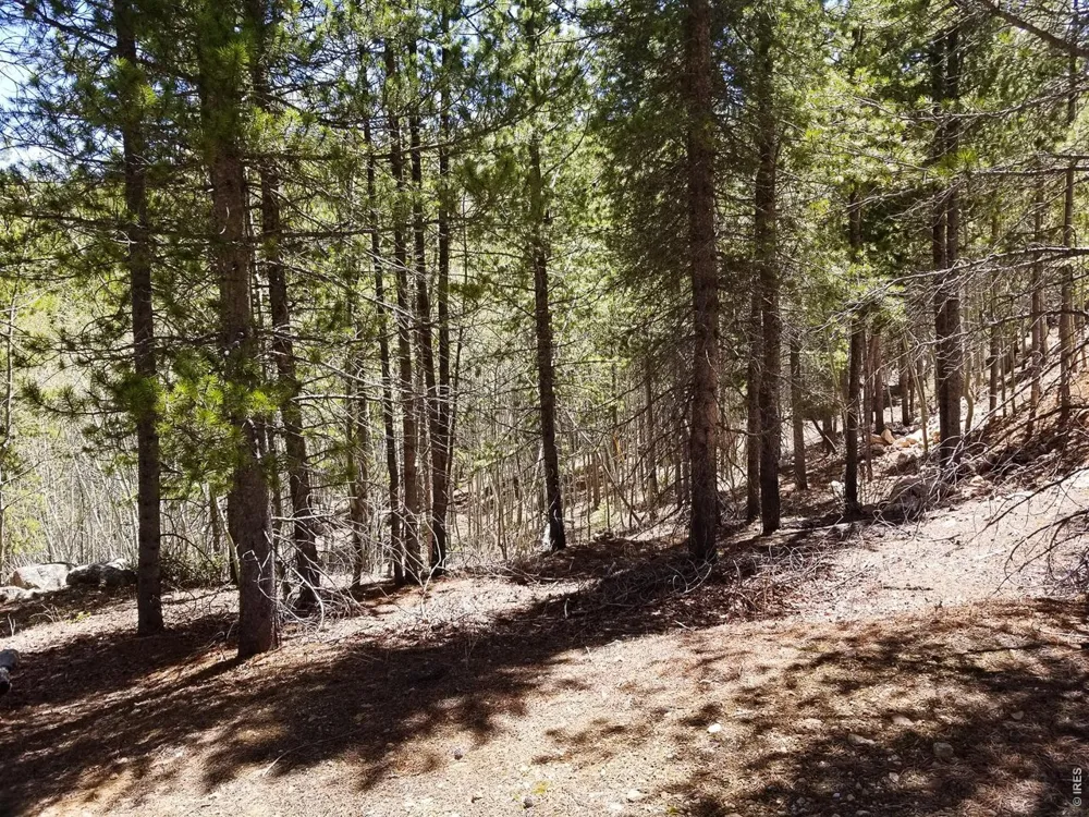 3200 Ottawa Way Red Feather Lakes, CO 80545