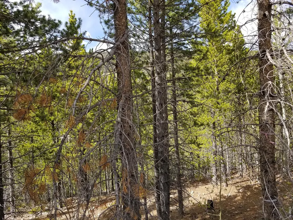 3200 Ottawa Way Red Feather Lakes, CO 80545