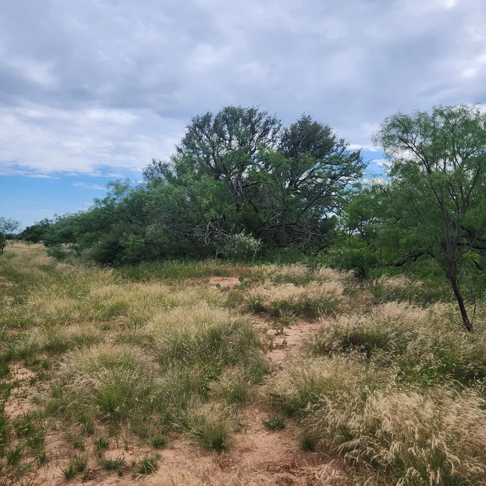 824 County Road 409 Talpa, TX 76882