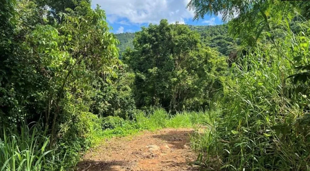 LAS LOMAS Canovanas, PR 00729