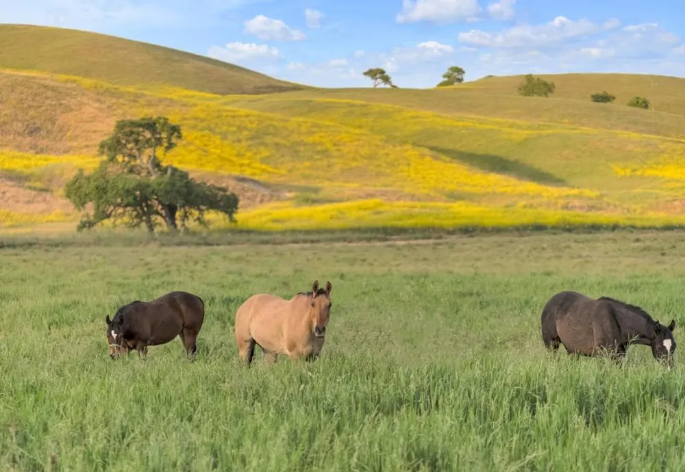 770 Limekiln Road Hollister, CA 95023