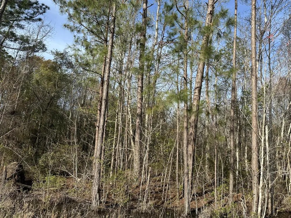 Lot 12 Robin Boulevard Swainsboro, GA 30401