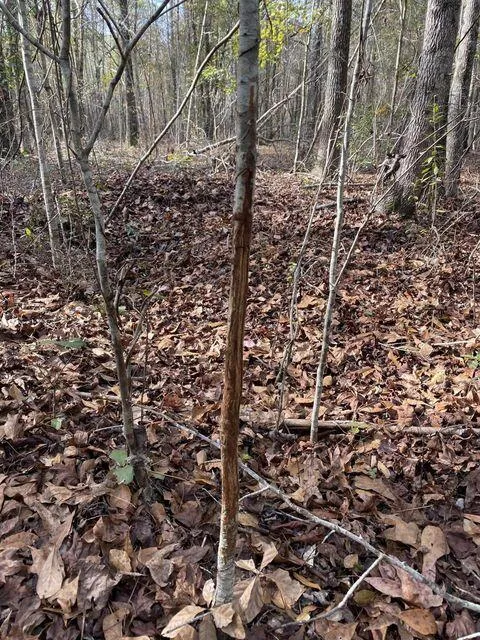 Lot 12 Robin Boulevard Swainsboro, GA 30401