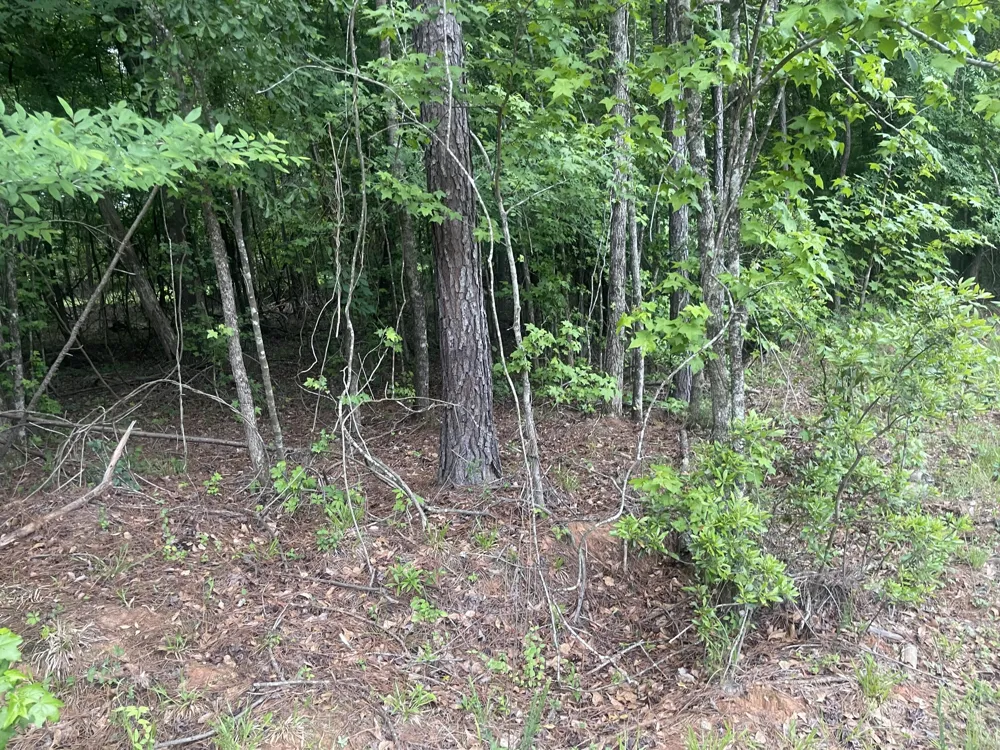 1716 Ranger Road Warrenton, GA 30828