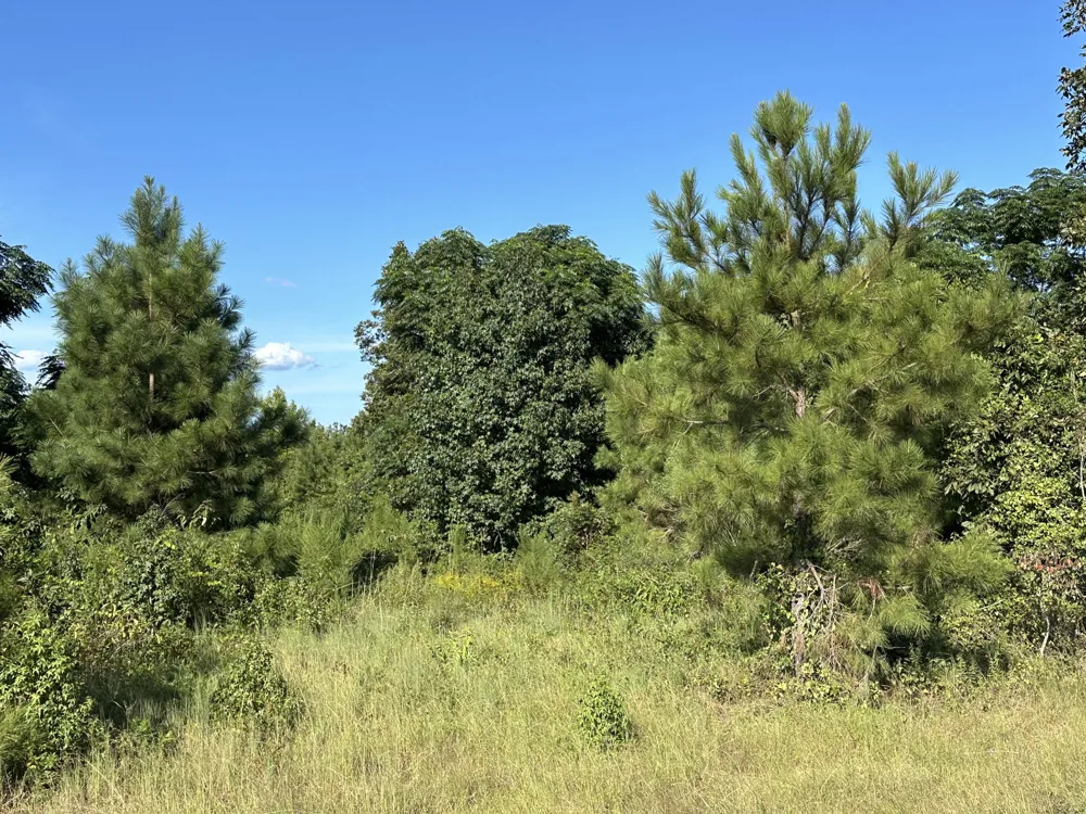 0 Netherland Drive Midville, GA 30441