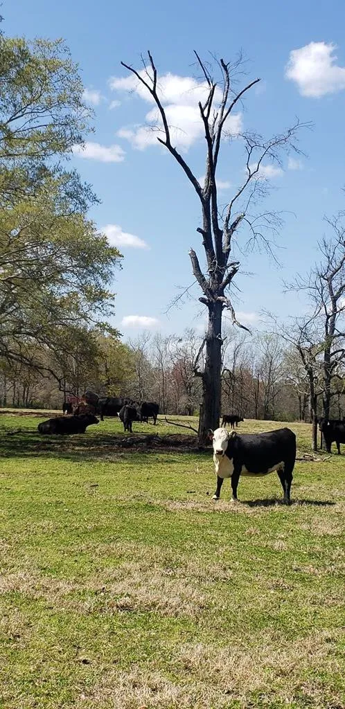 716 Augusta Road Edgefield, SC 29824