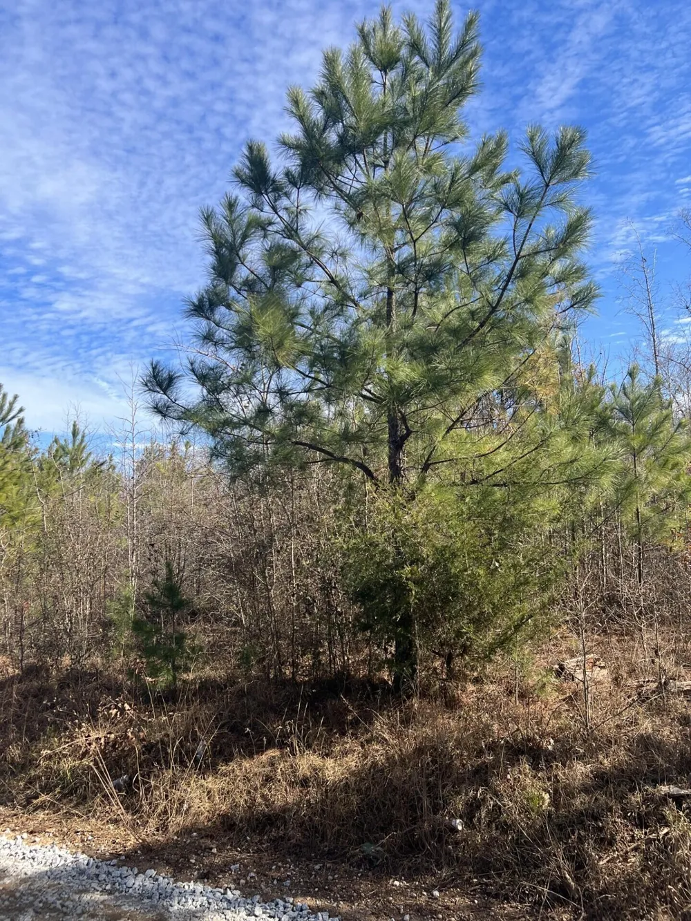 0 Clanton Road Evans, GA 30809