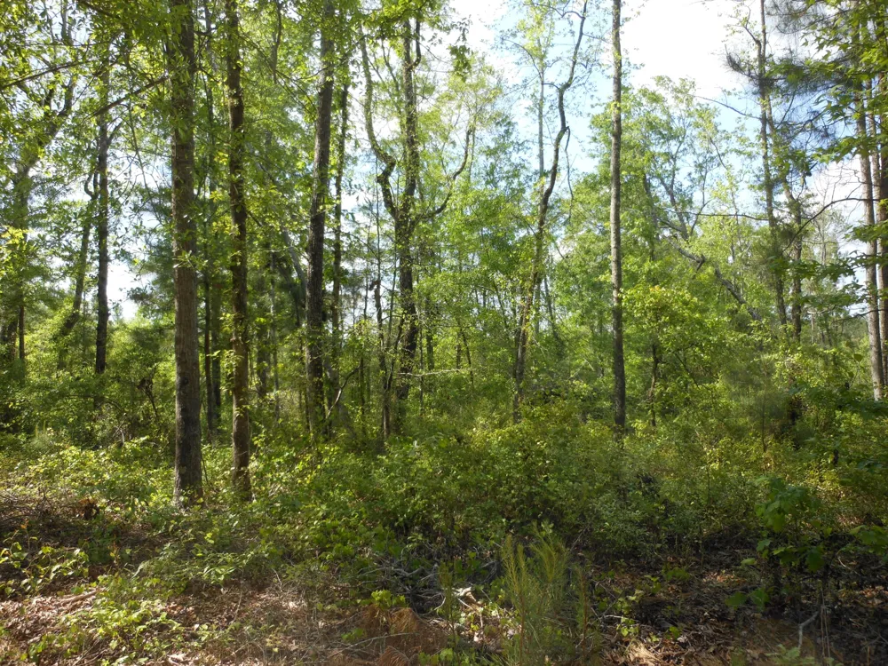 0 305 Highway Midville, GA 30441