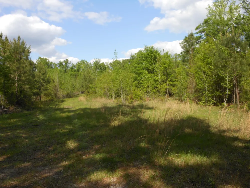 0 305 Highway Midville, GA 30441