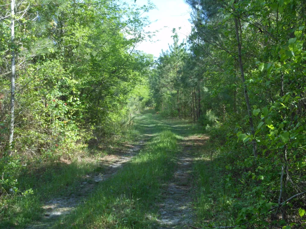 0 305 Highway Midville, GA 30441