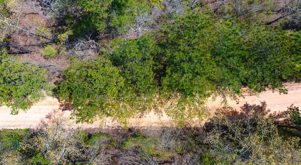 Lot 4 Bluffwood Road Wagener, SC 29164