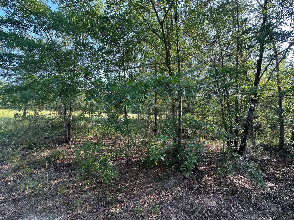 2576 Jessie James Pond Road Wrens, GA 30833