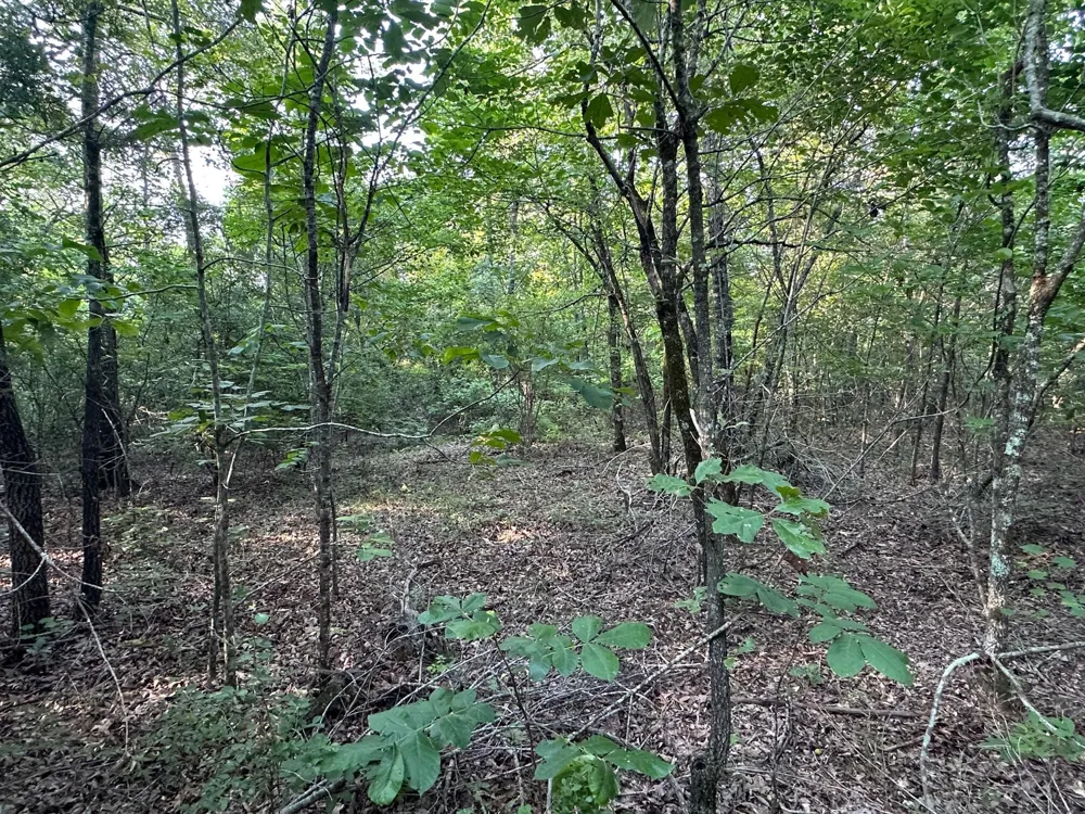 2576 Jessie James Pond Road Wrens, GA 30833