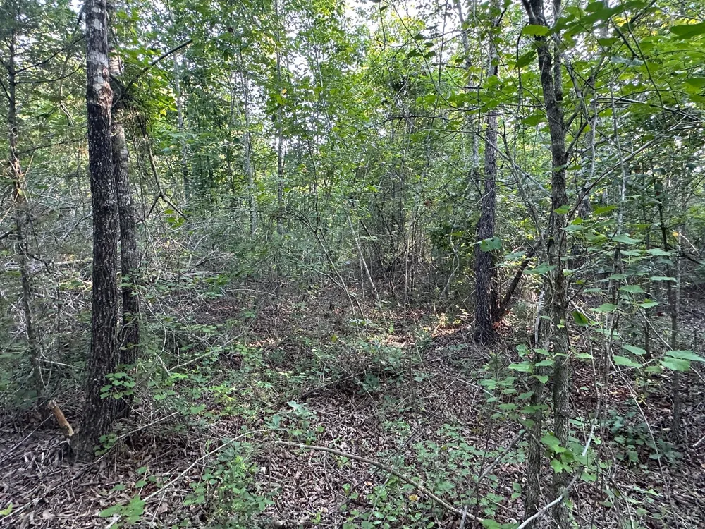 2576 Jessie James Pond Road Wrens, GA 30833