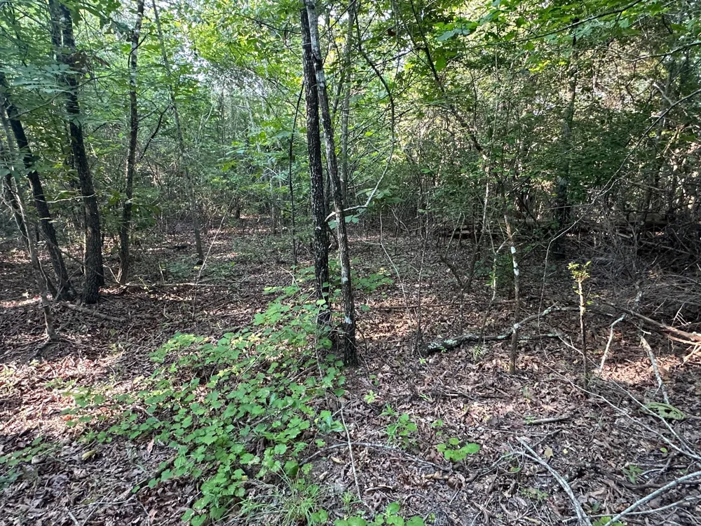 2576 Jessie James Pond Road Wrens, GA 30833