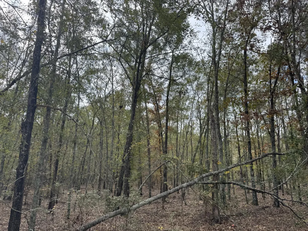 Lot 11 Highway 88 Blythe, GA 30805