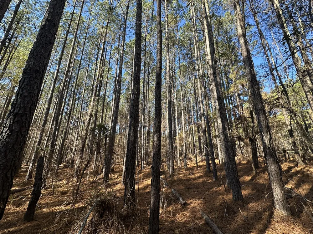 1252 Rogers Road Tignall, GA 30668