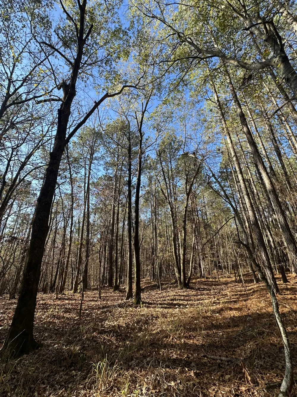 1252 Rogers Road Tignall, GA 30668