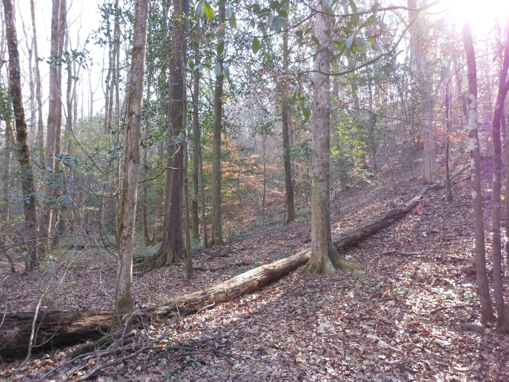 0 Ponderosa Road Waynesboro, GA 30830