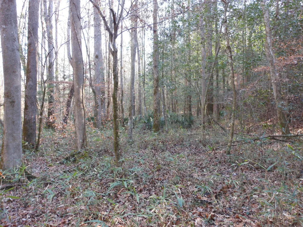 0 Ponderosa Road Waynesboro, GA 30830
