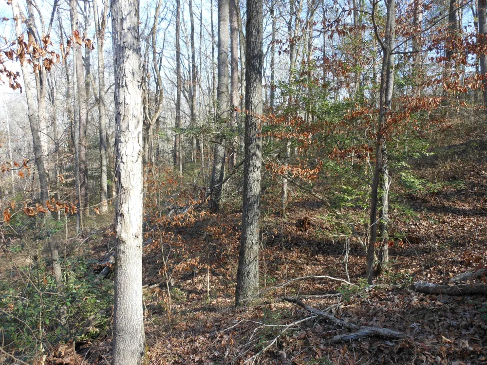 0 Ponderosa Road Waynesboro, GA 30830