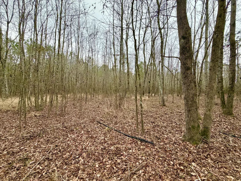 19.3 Acres Ga-305 Midville, GA 30441
