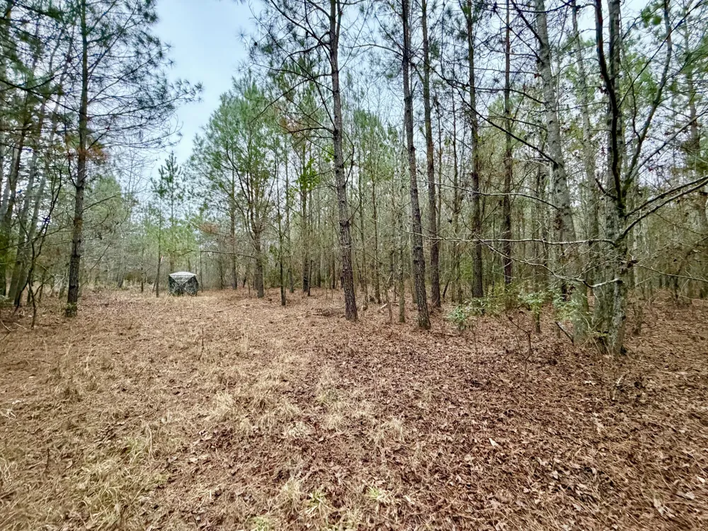 19.3 Acres Ga-305 Midville, GA 30441