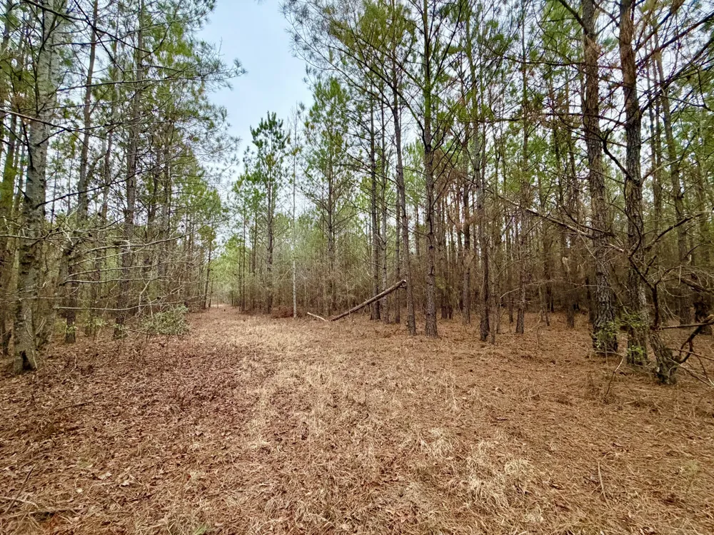 19.3 Acres Ga-305 Midville, GA 30441
