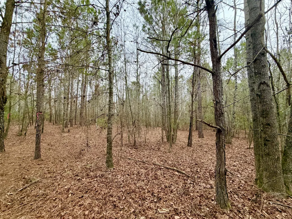 19.3 Acres Ga-305 Midville, GA 30441